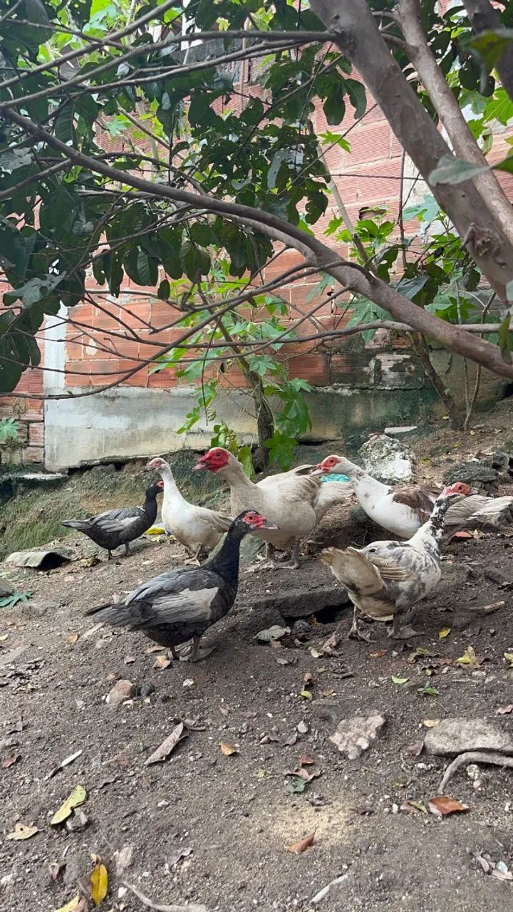 Patos