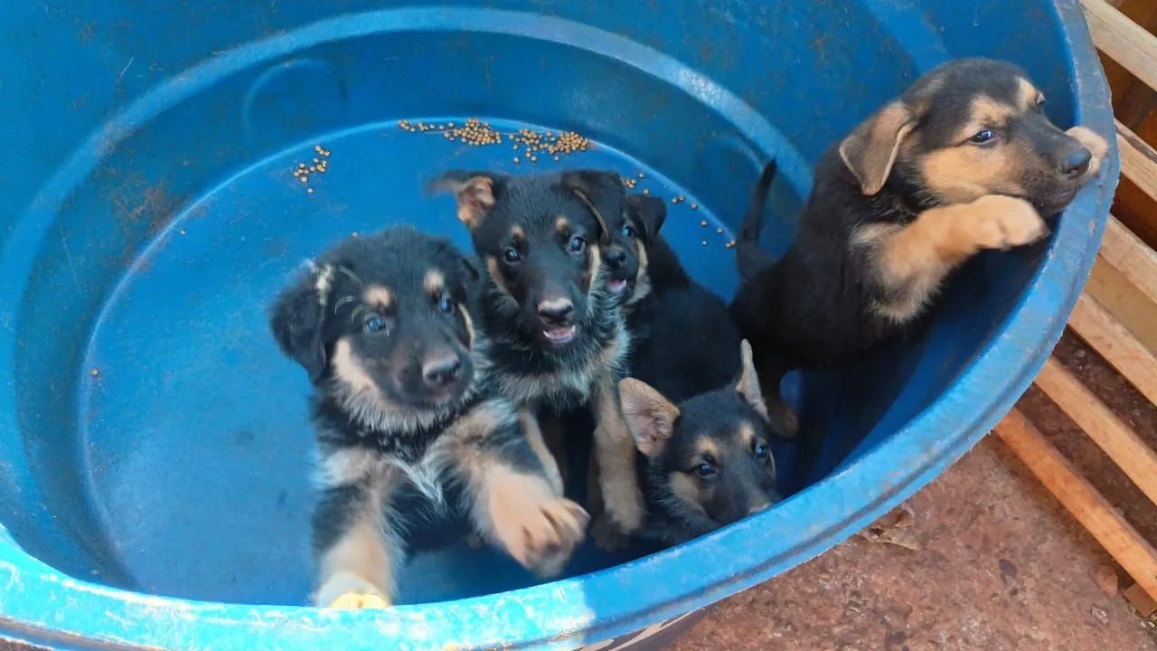 filhotes pastor alemão  - Foto 2