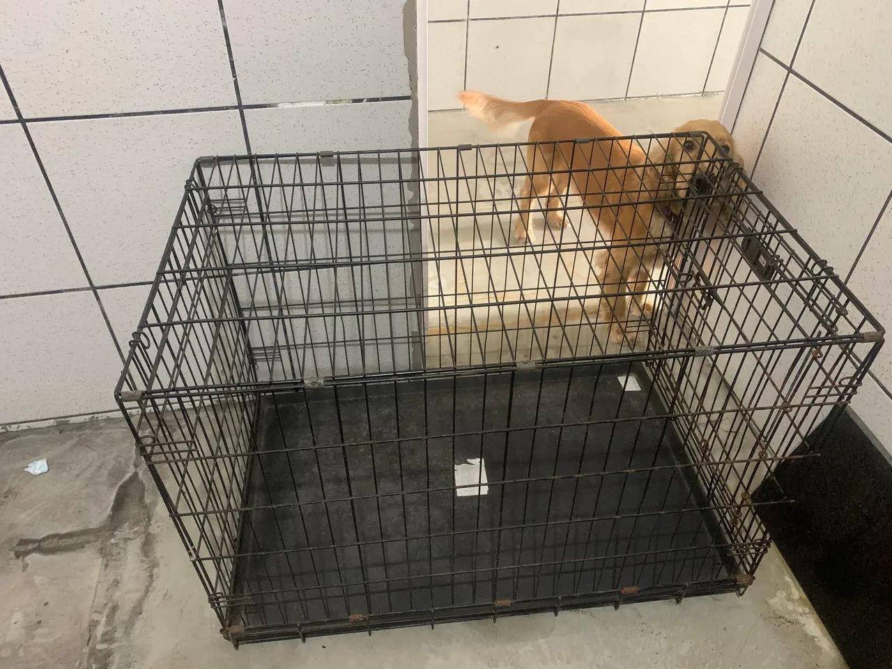 Caixa para pet  - Foto 3