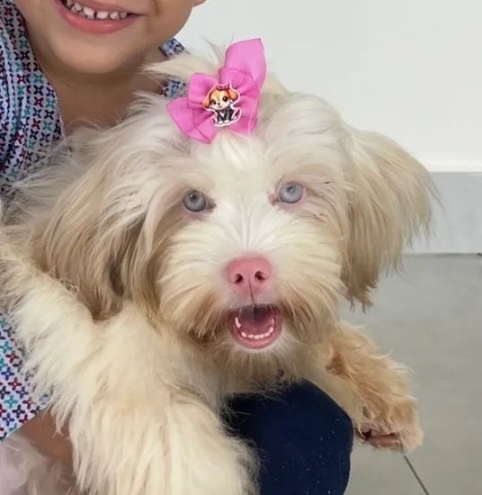 Lhasa albina - Foto 4