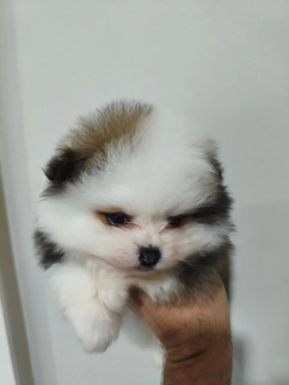 Lindo macho de Spitz alemão anão exótico.