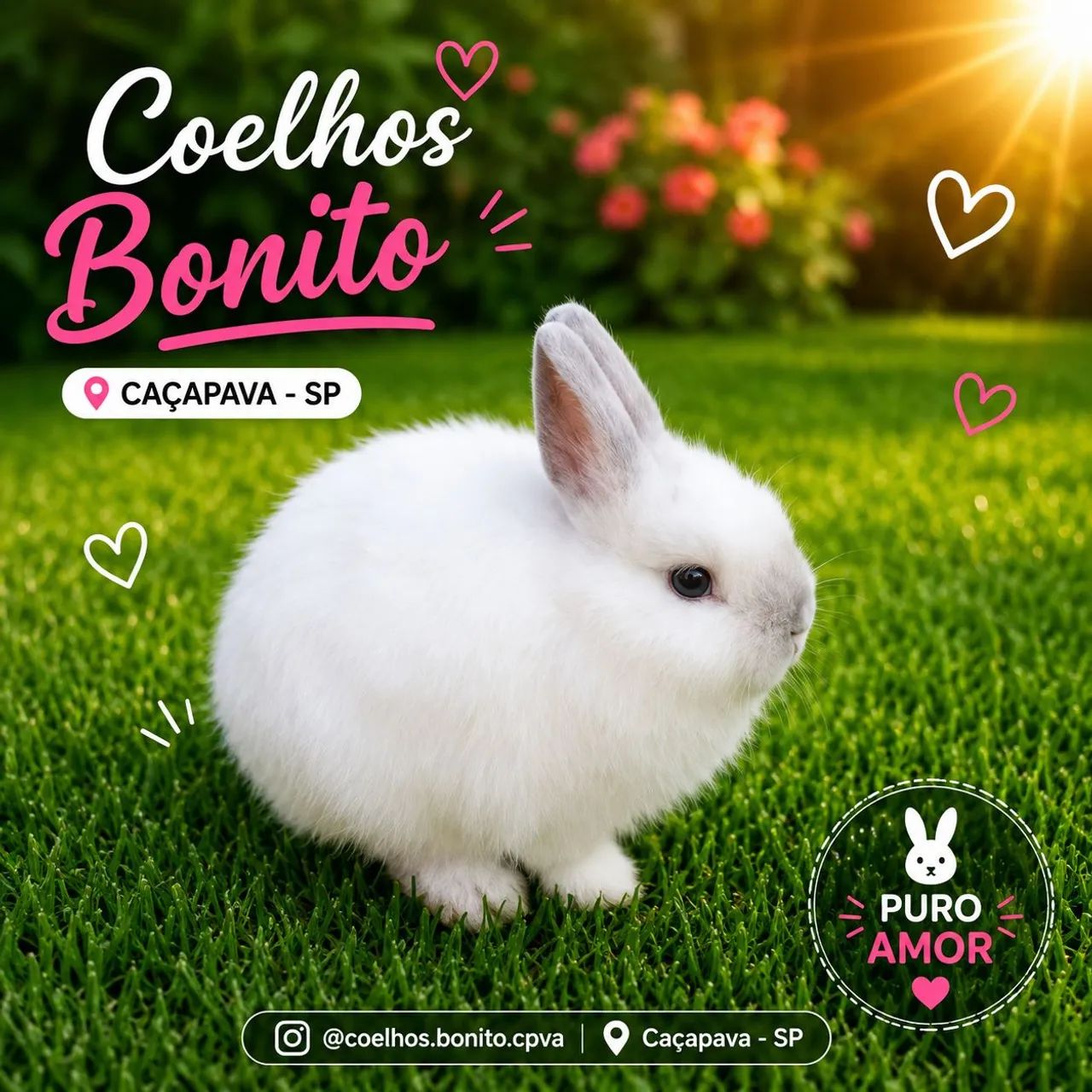 netherland dwarf  coelho anão  - Foto 2