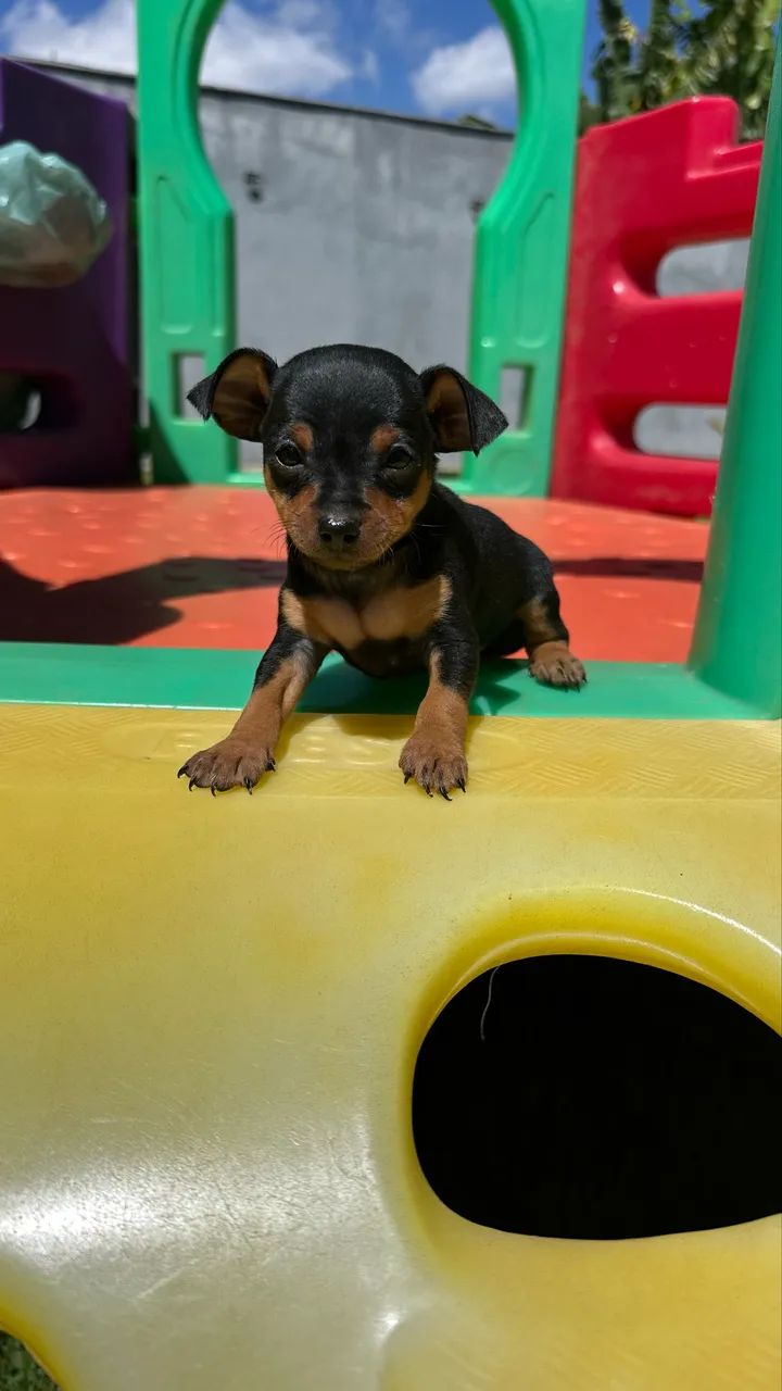 Pinscher 0 machos e fêmeas - Foto 5