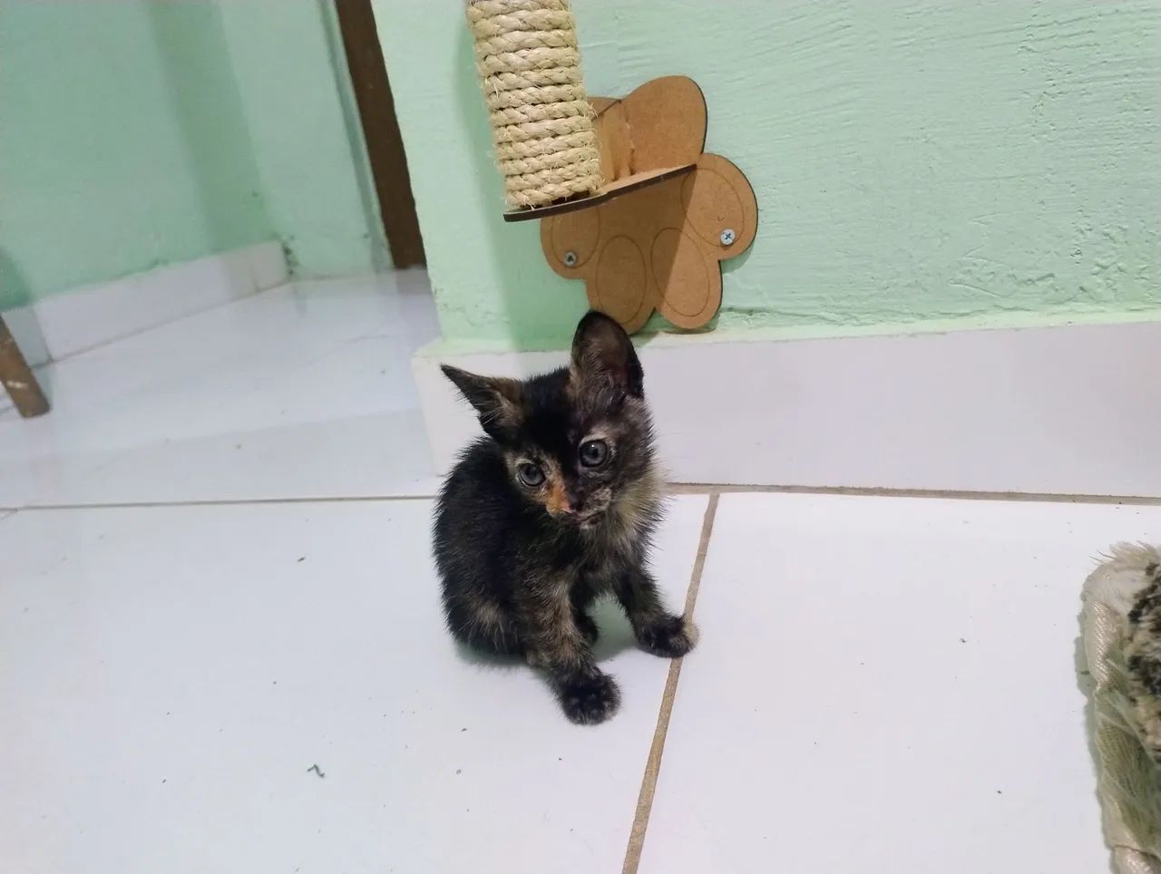 Gatinha filhote adoção responsável  - Foto 5