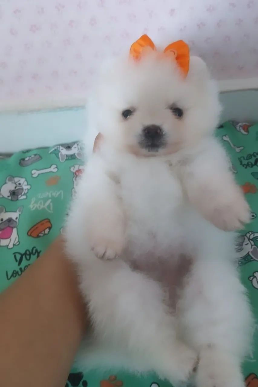Bebê de Spitz anã  - Foto 3