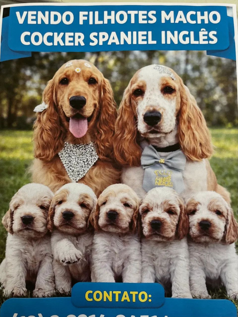 Cocker Spaniel Inglês  - Foto 2