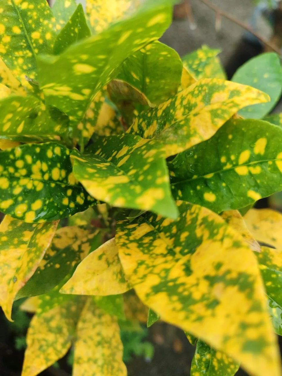 Plantas de sol - Foto 5
