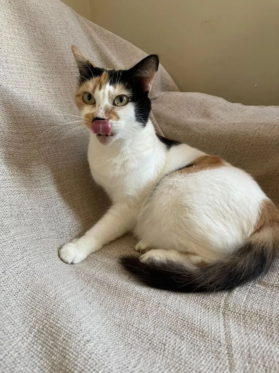 Gatinha para adoção  - Foto 4