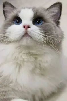 Ragdoll - Foto 3