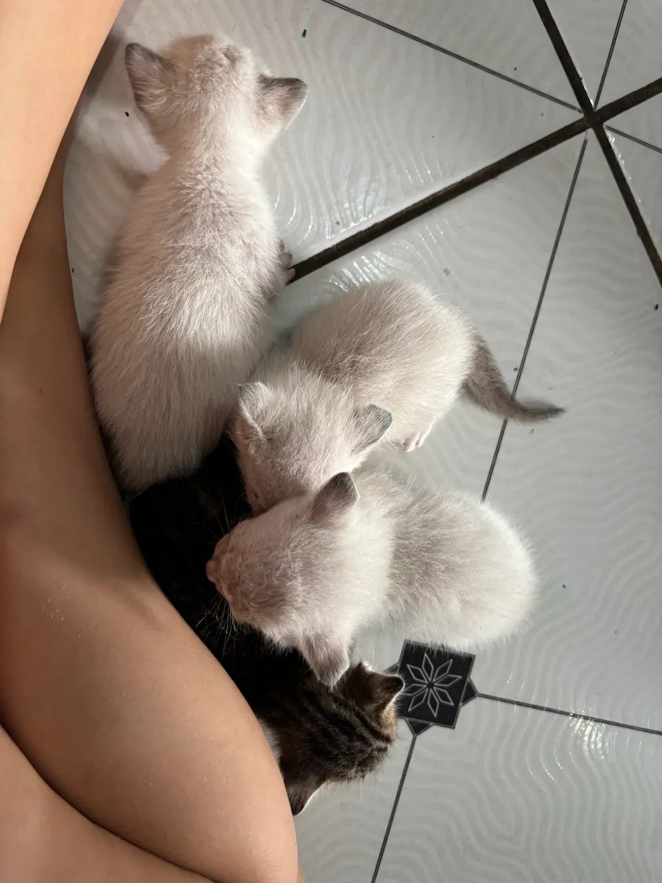 5 gatos fofinhos para adoção  - Foto 2