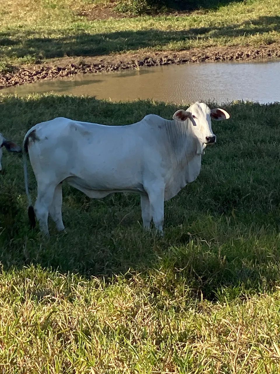 Vacas 