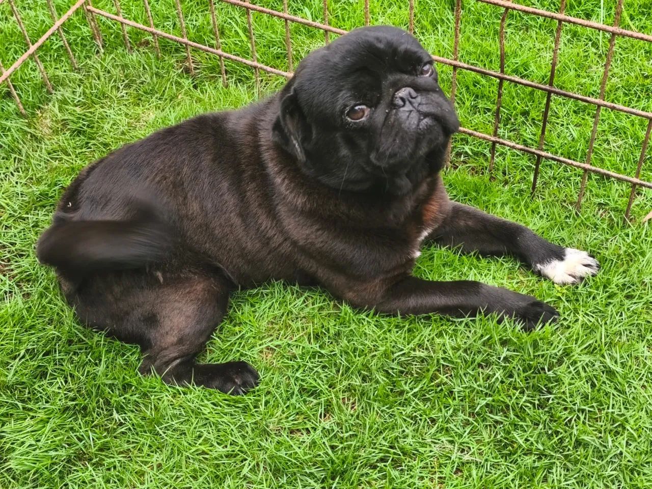 Cachorro da Raça Pug 