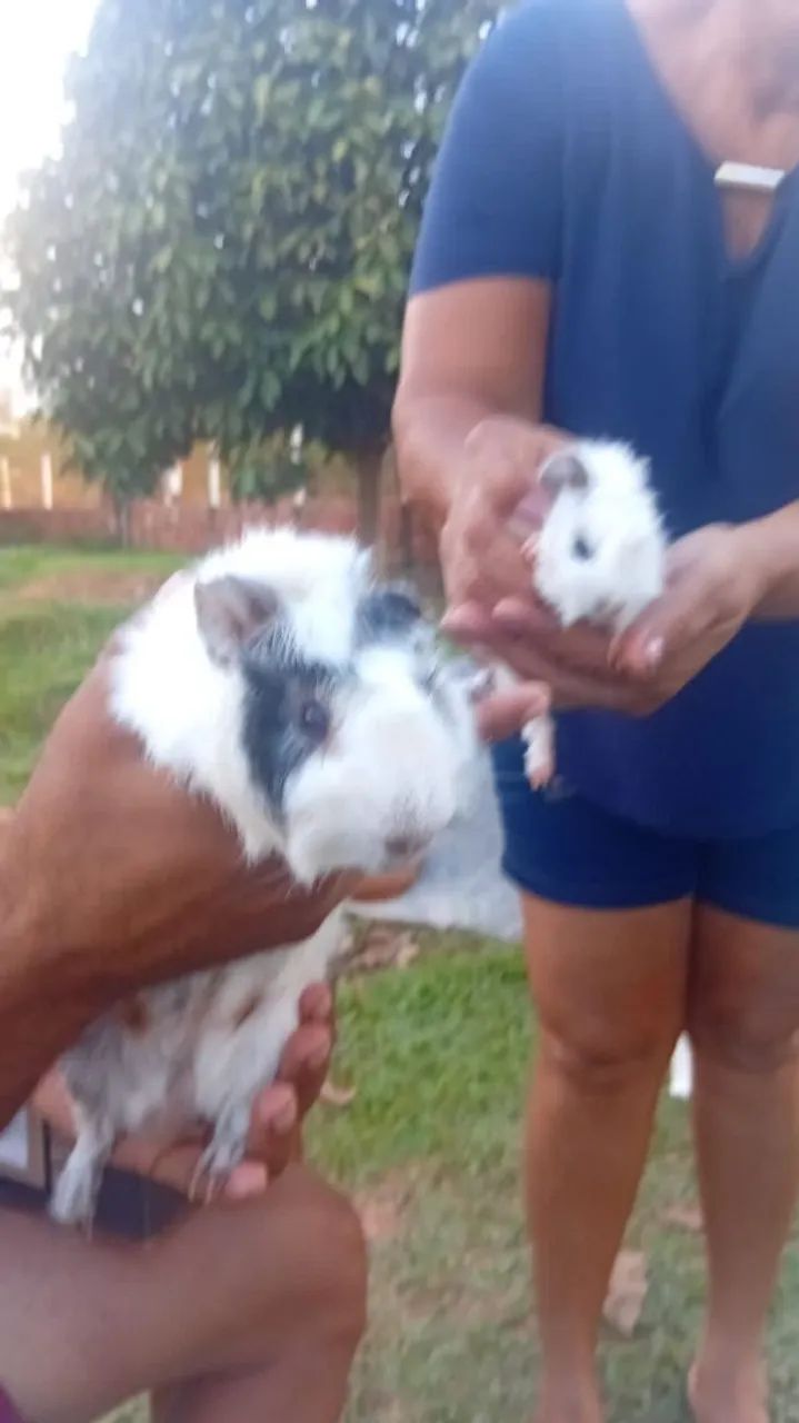 Porquinho da Índia 