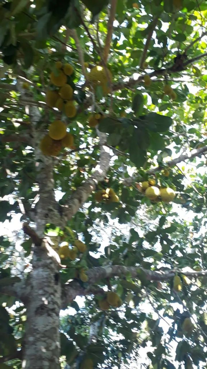 Sítio, três irmãos  - Foto 5