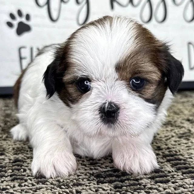 shih tzu bem pequenos - Foto 2
