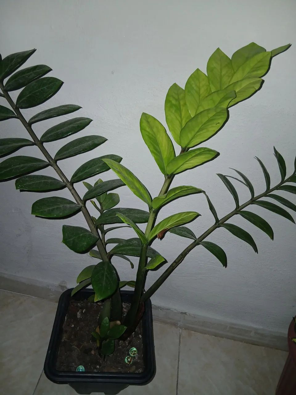 Vende-se plantas e mudas. - Foto 2