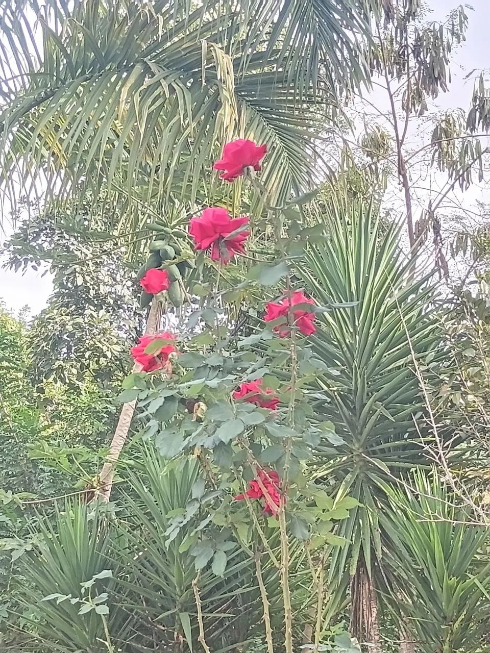 Serviços de jardinagem e limpeza de sítio e lotes em geral  - Foto 3