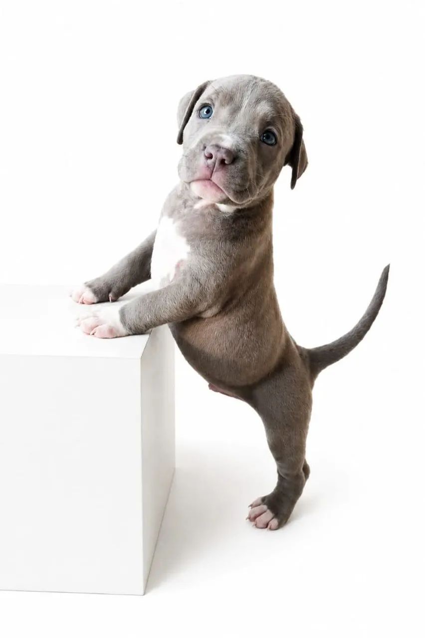 Pitbull  - Foto 3