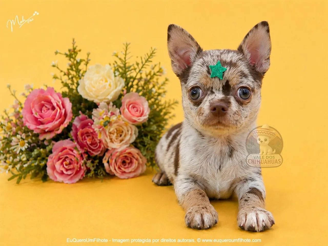 Chihuahua 