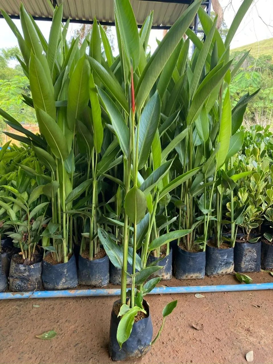 Plantas direto do produtor preço imperdivel - Foto 4