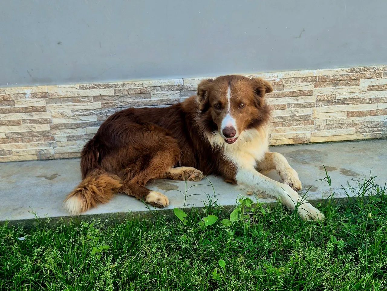 Borde collie macho - Foto 4