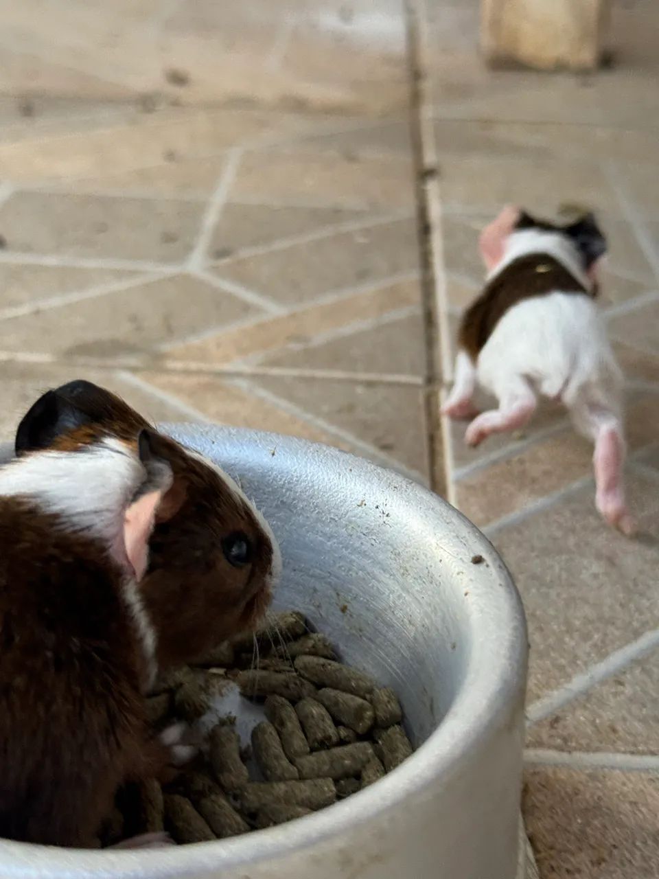 Porquinhos da Índia  - Foto 3