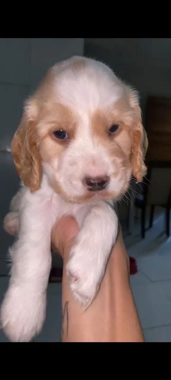 COCKER SPANIEL INGLES  - Foto 2