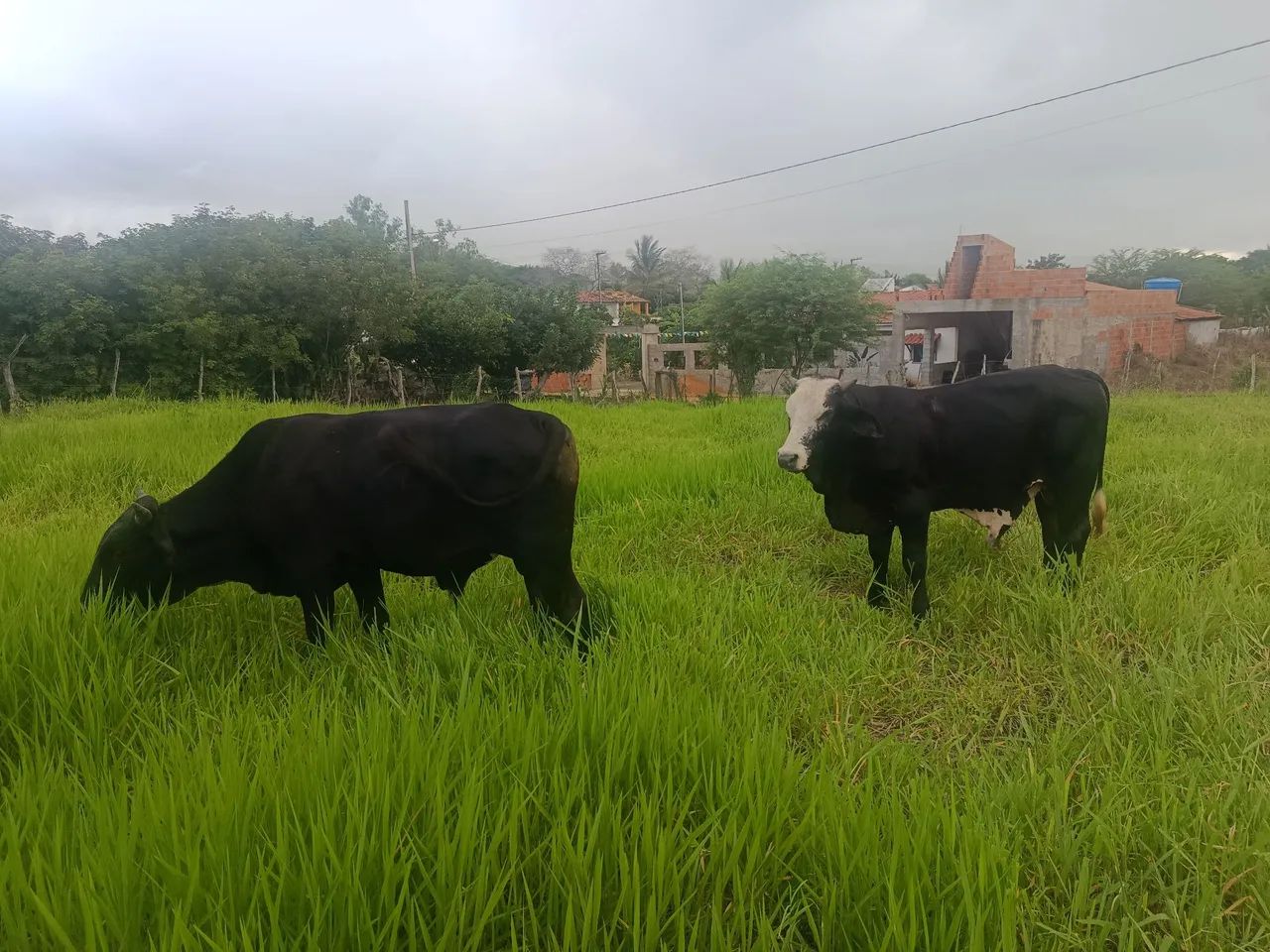 Três garrotes  - Foto 2