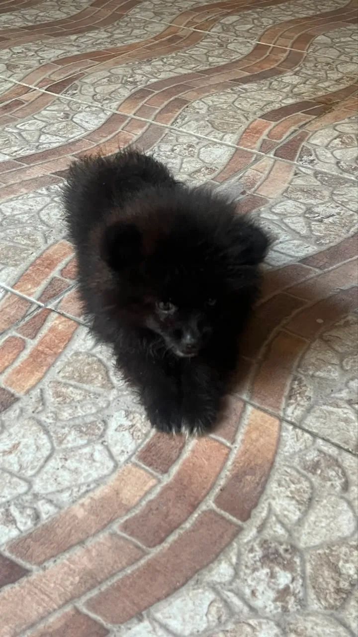 Macho 2 meses splitz ursinho  - Foto 4