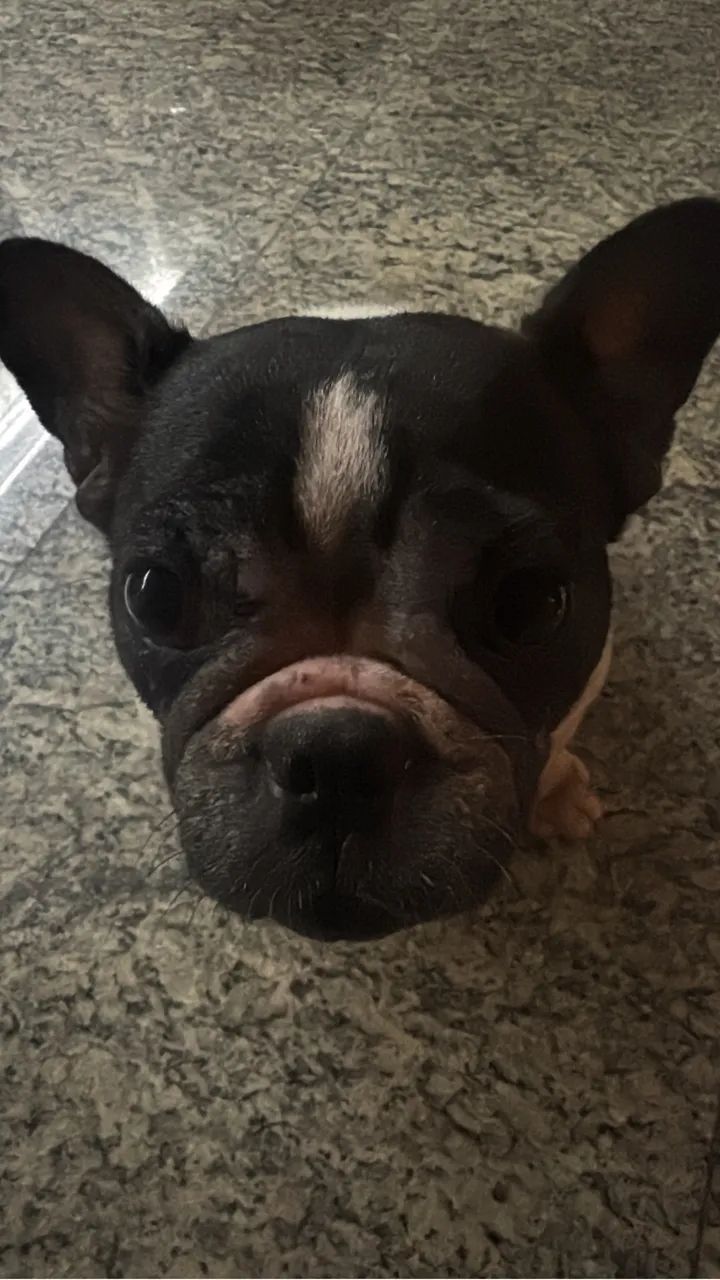 Bulldog Francês  - Foto 4