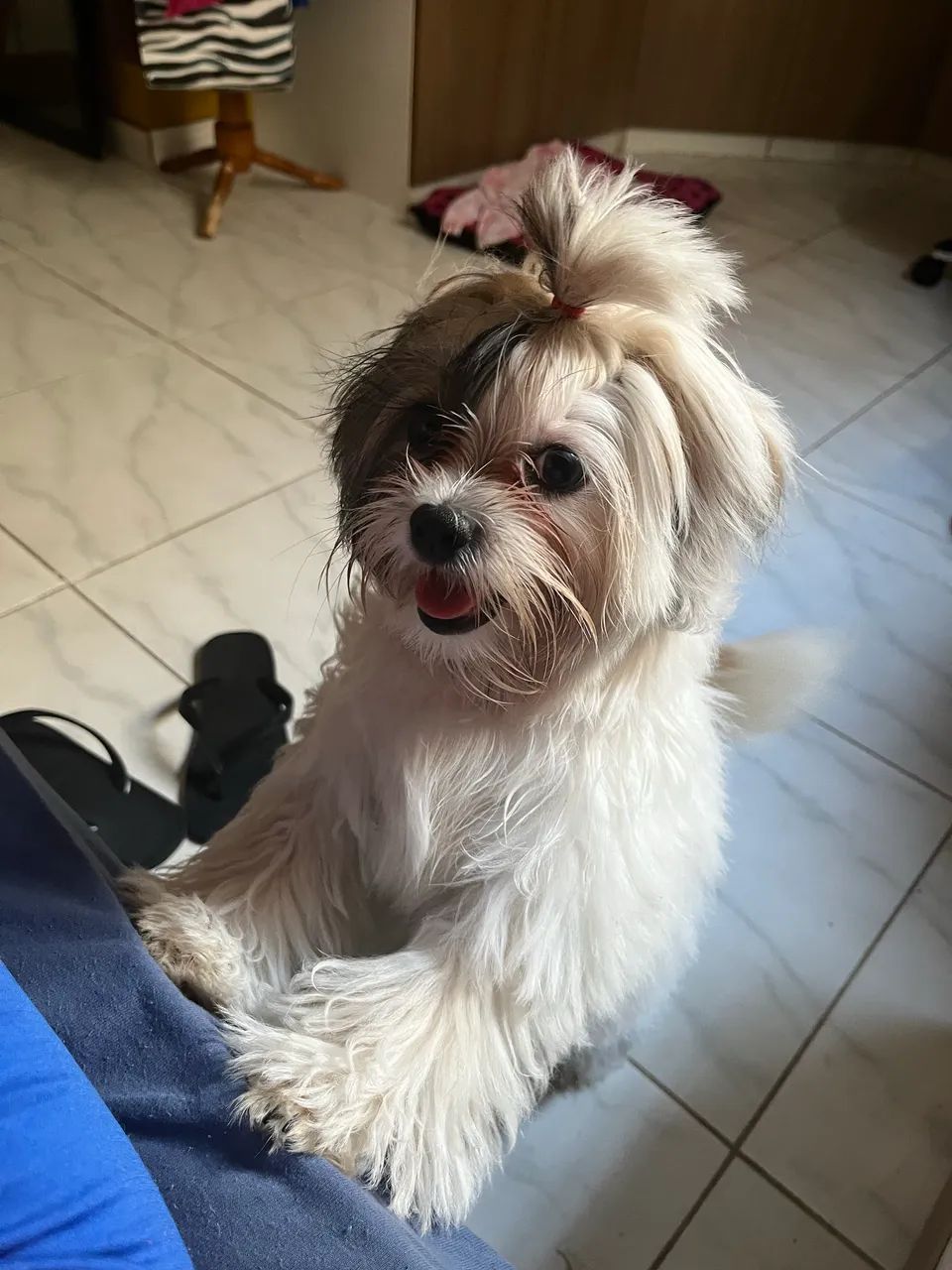 Shihtzu  - Foto 2