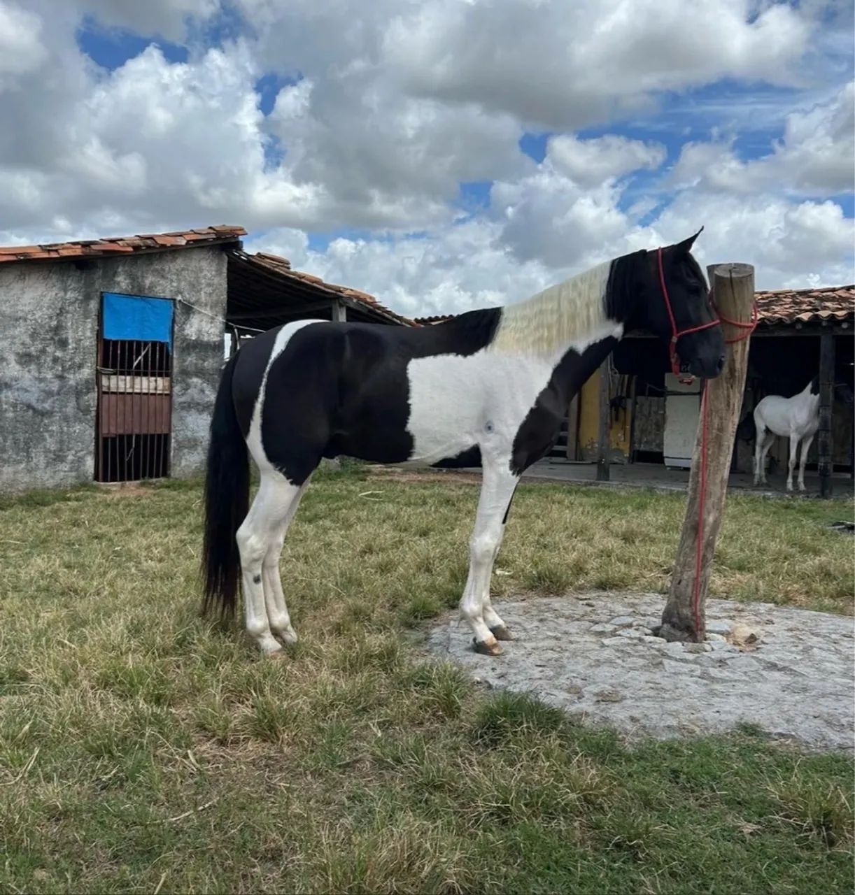 Potro mm a venda - Foto 2