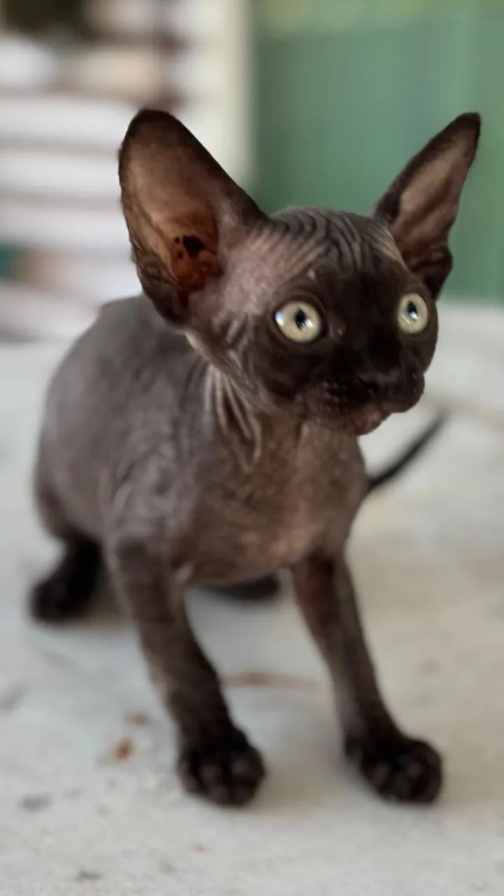 Gatos Sphynx - Foto 2