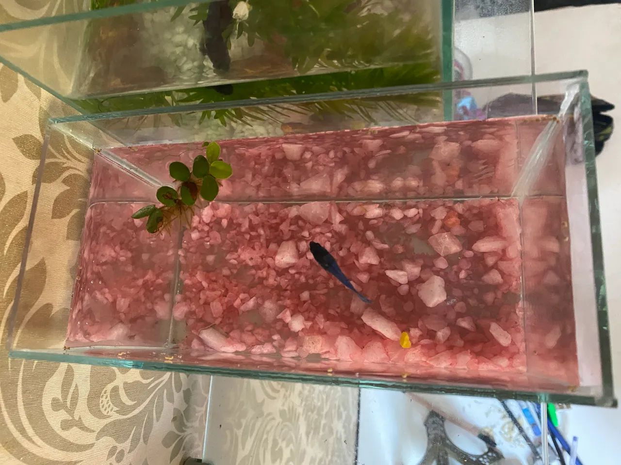 Aquário de 1 litro com Betta Blue fêmea  - Foto 3