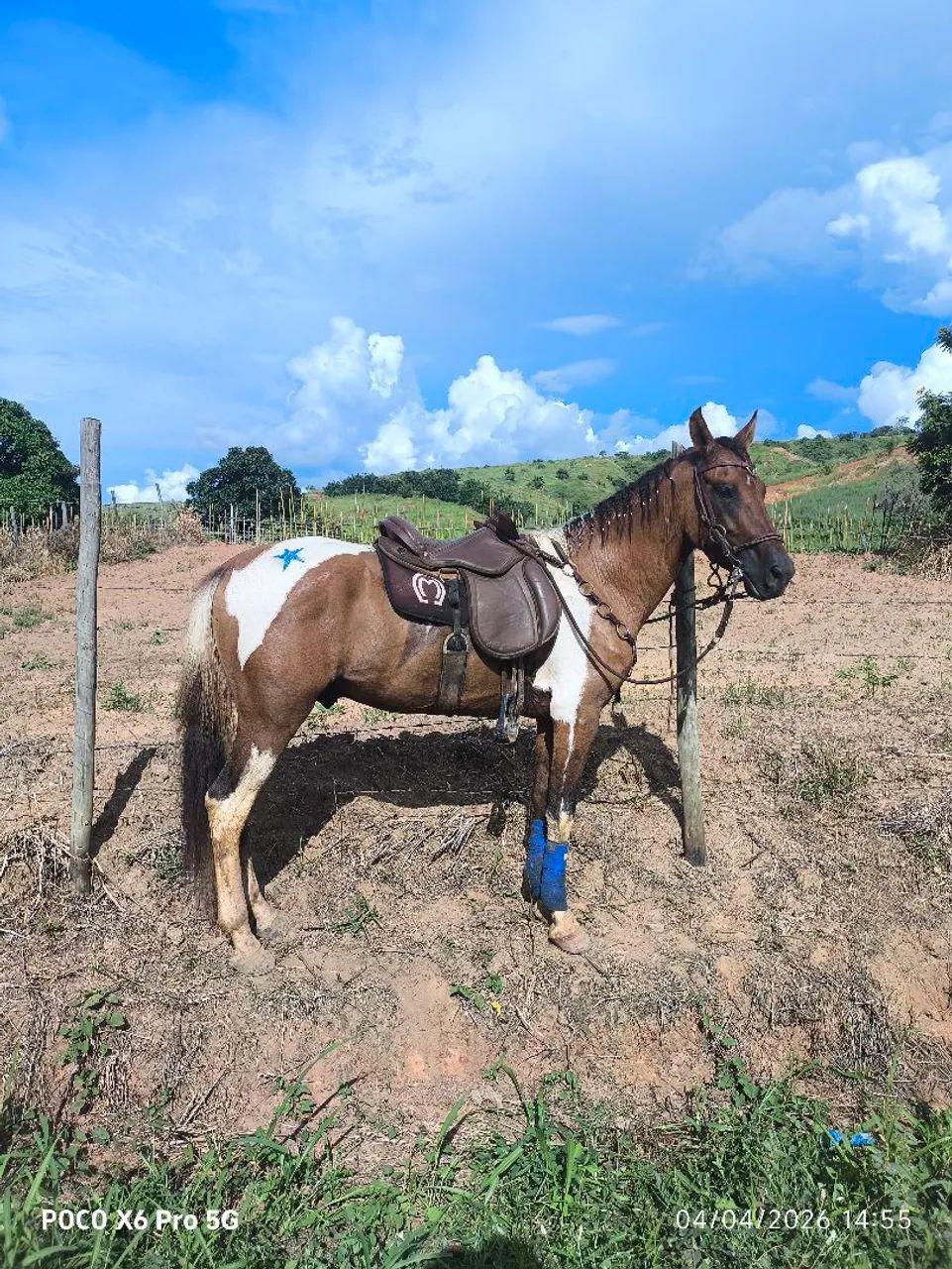 Vendo cavalo registrado pampa baio homozigoto 