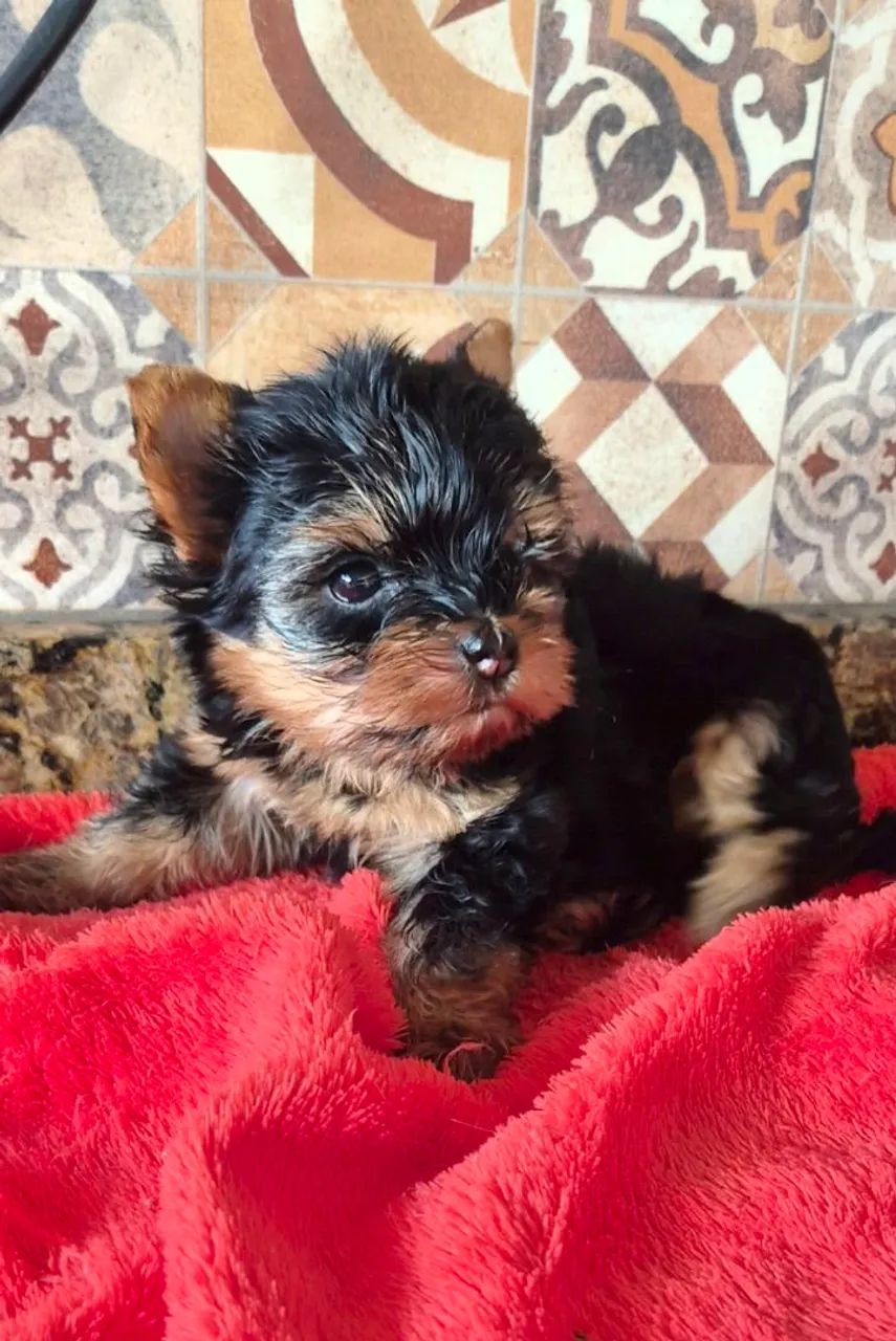 Yorkshire terrier  - Foto 2