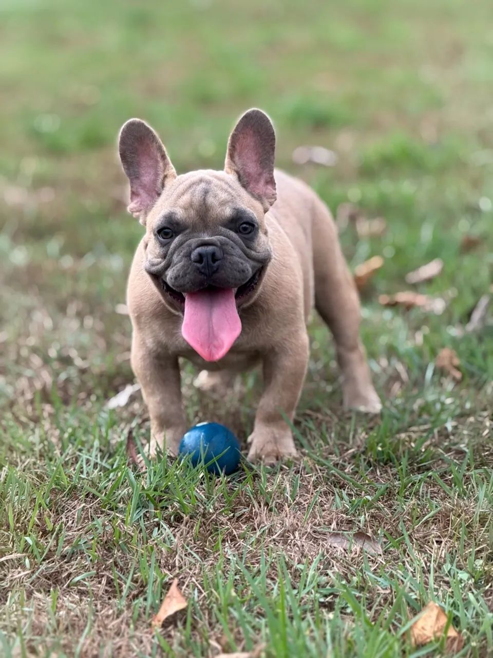 Buldogue Francês Micro Macho - Foto 3