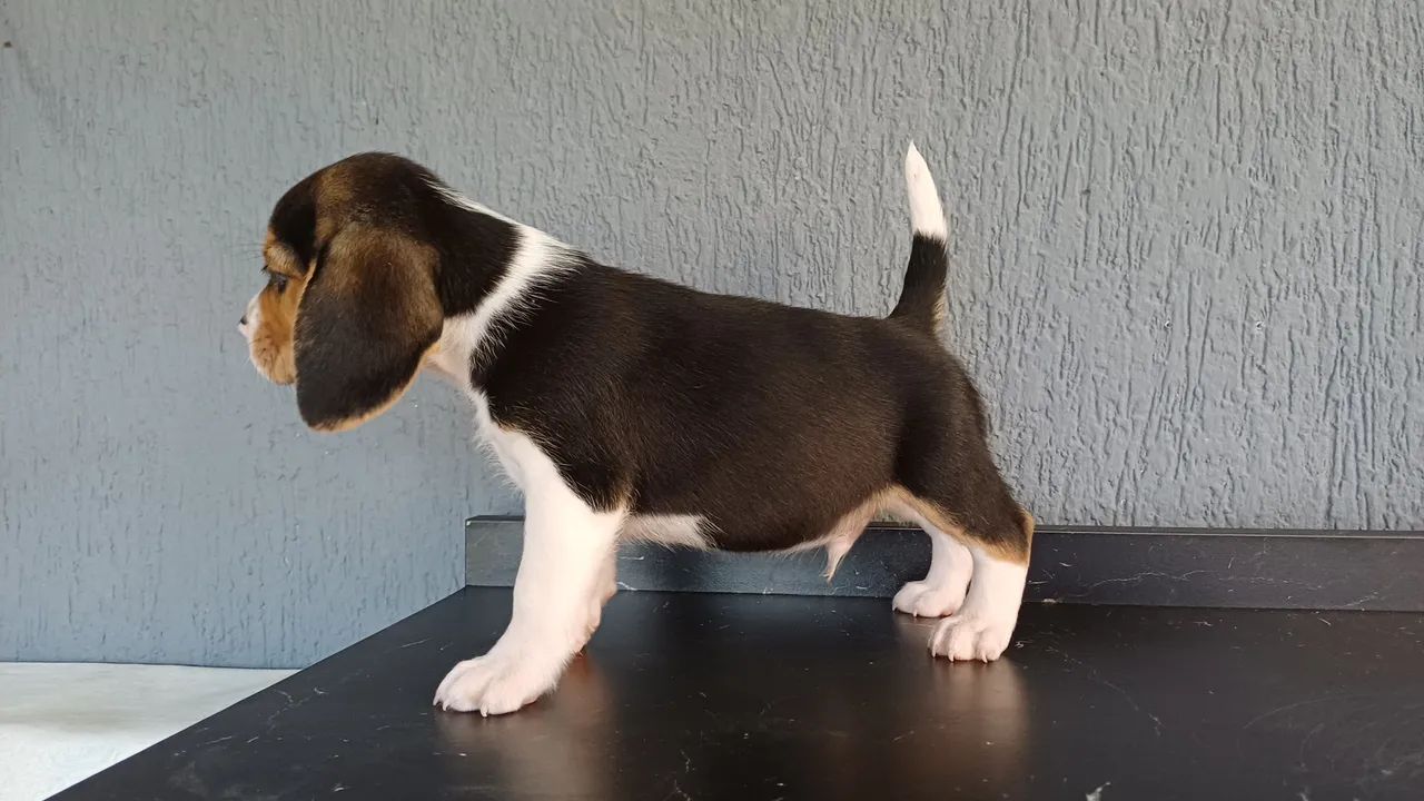 Beagle tricolor e bicolor a vendas filhote* - Foto 3