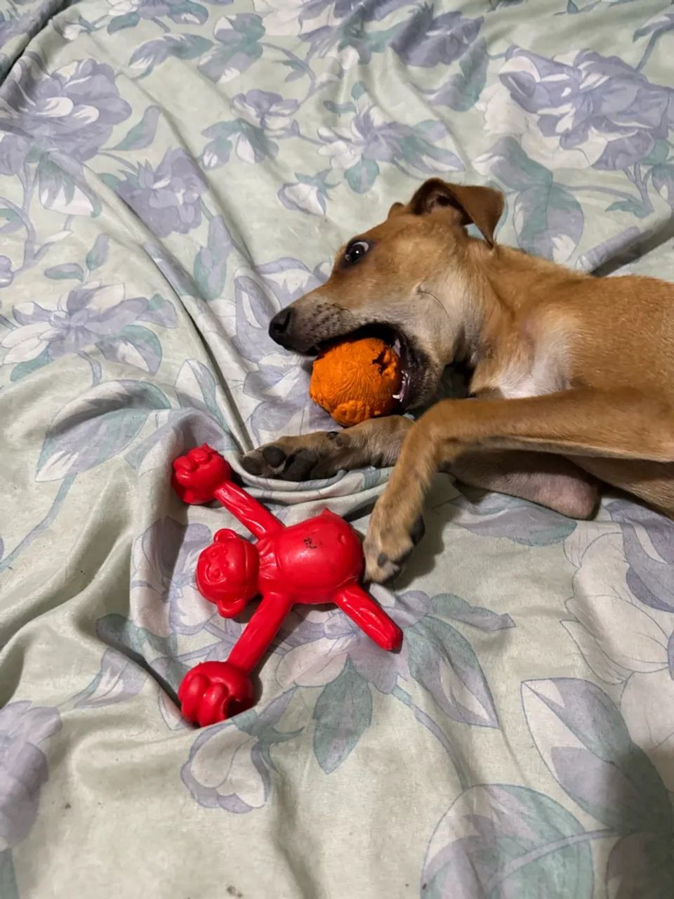 Cachorro macho para adoção  - Foto 3