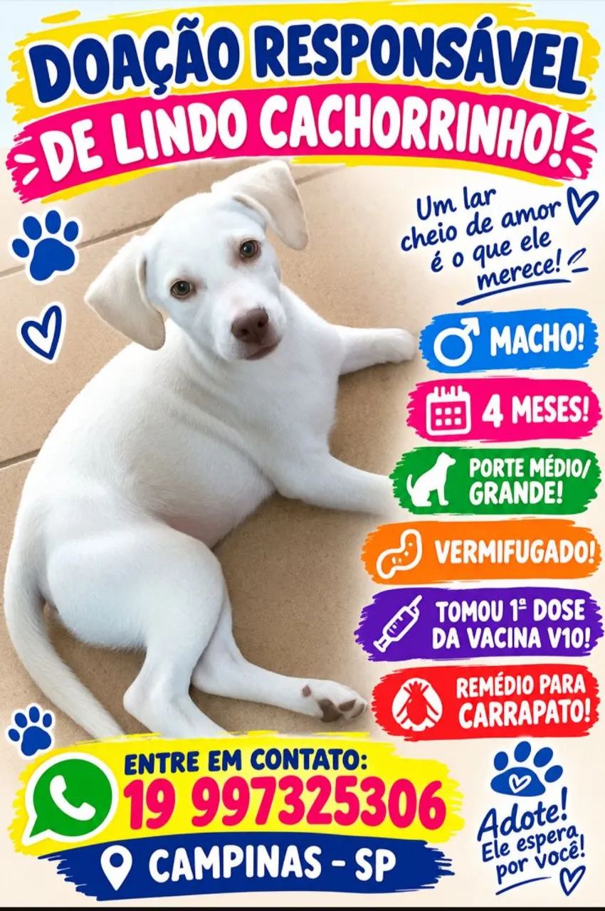 Doação de lindo cachorrinho - Foto 3