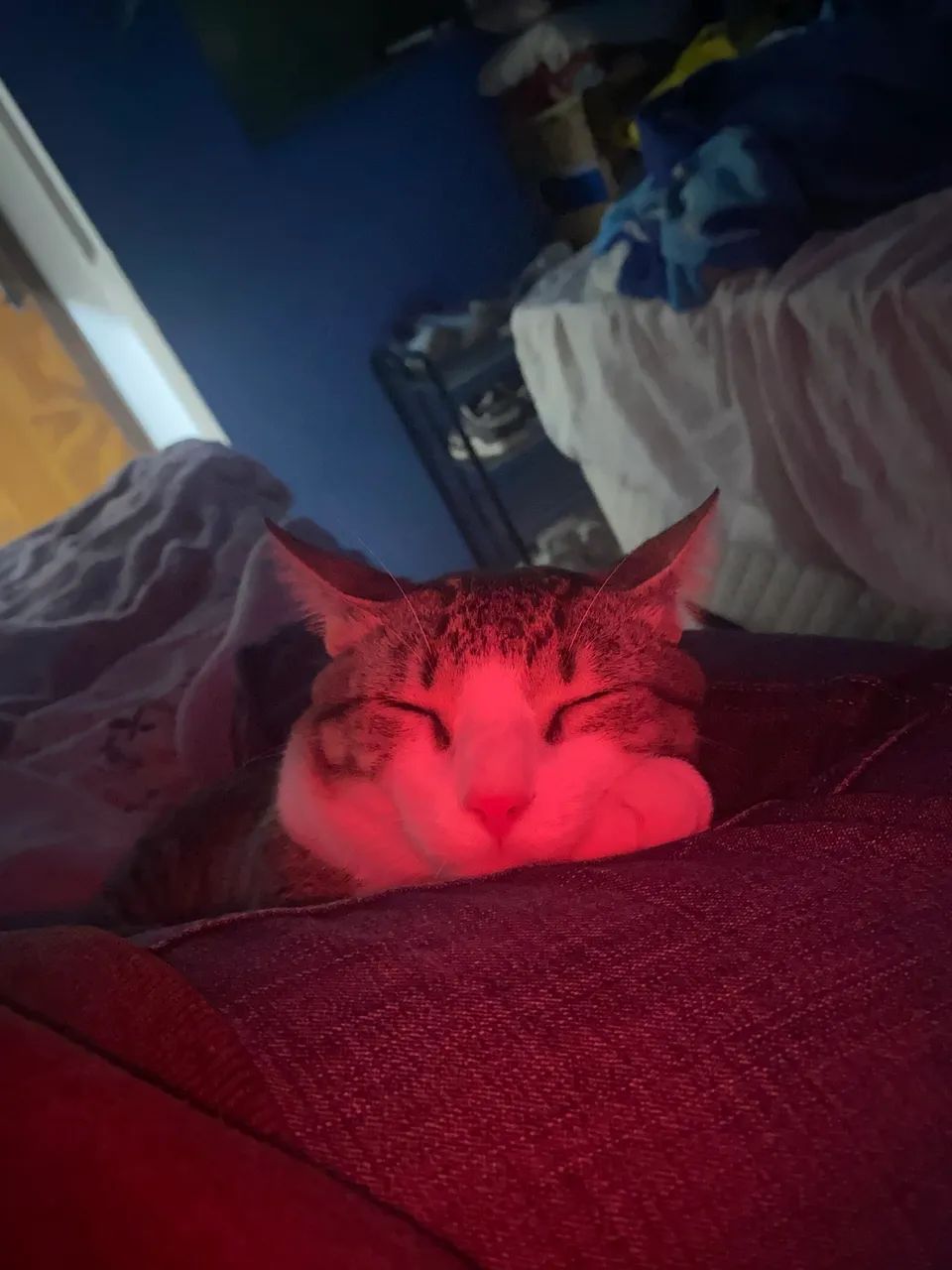 Gato macho - Foto 3
