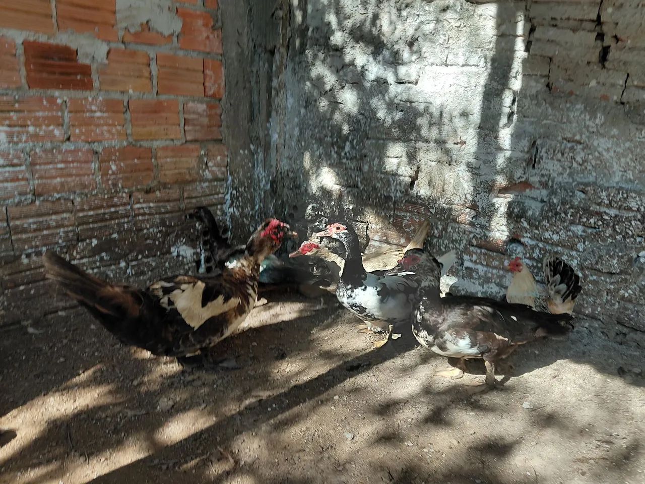 Patos - Foto 2