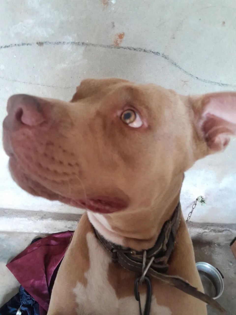 Pitbull 350 reias - Foto 4