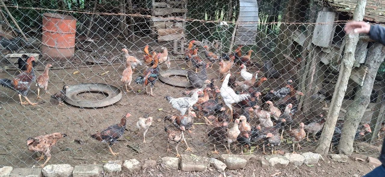 Frangos e galinhas caipira - Foto 5