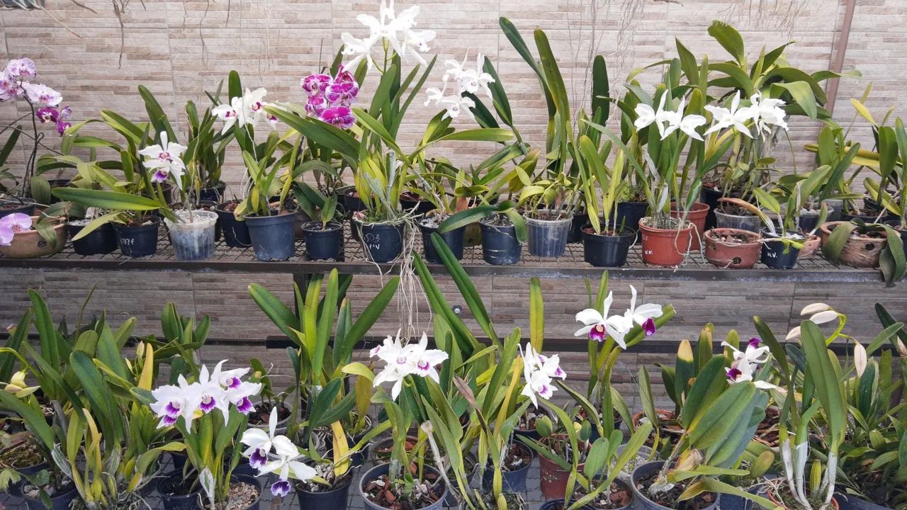Prateleira para plantas