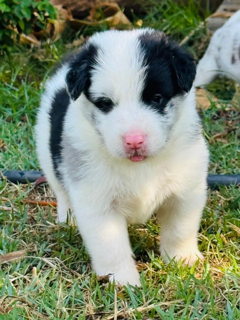 Border Collie - Foto 4