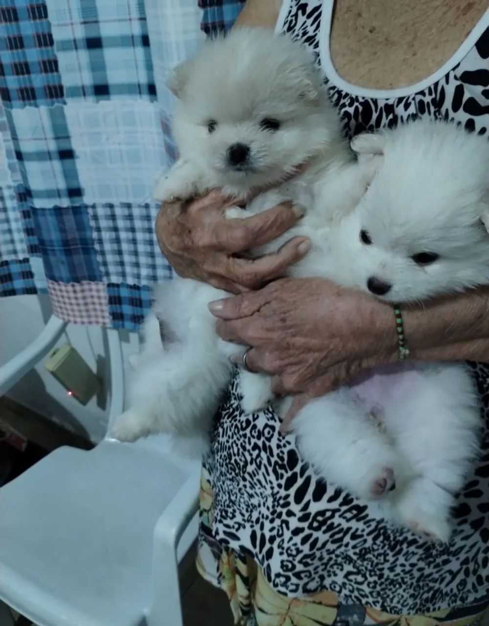 Lulu da pomeranea  - Foto 4