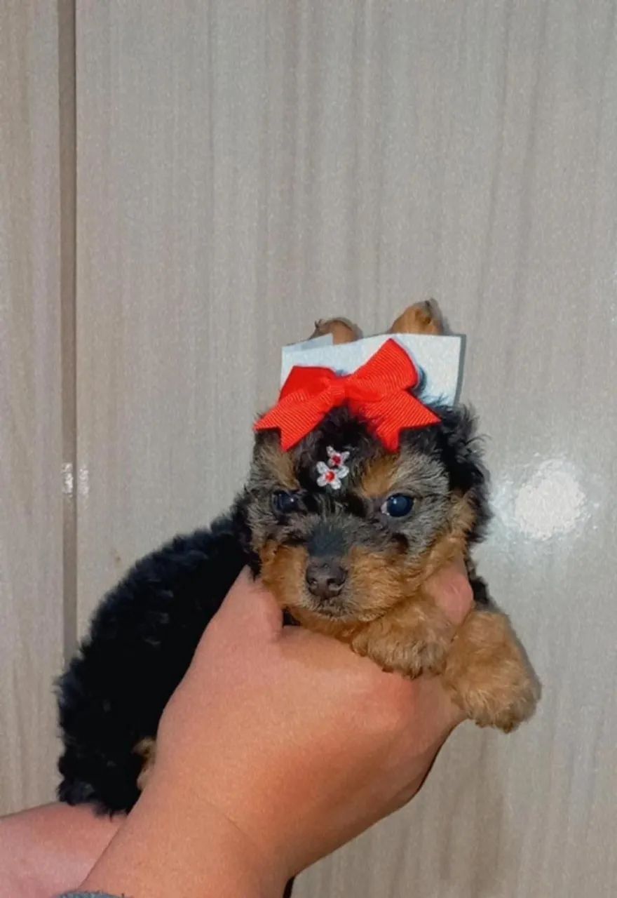 yorkshire terrier
