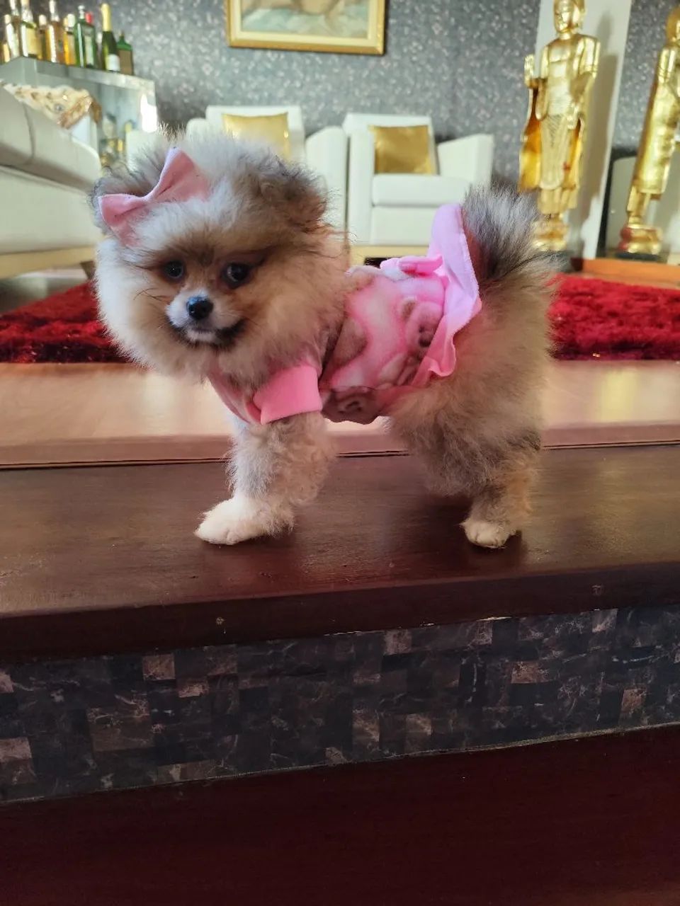 Lulu da Pomerânia  - Foto 5
