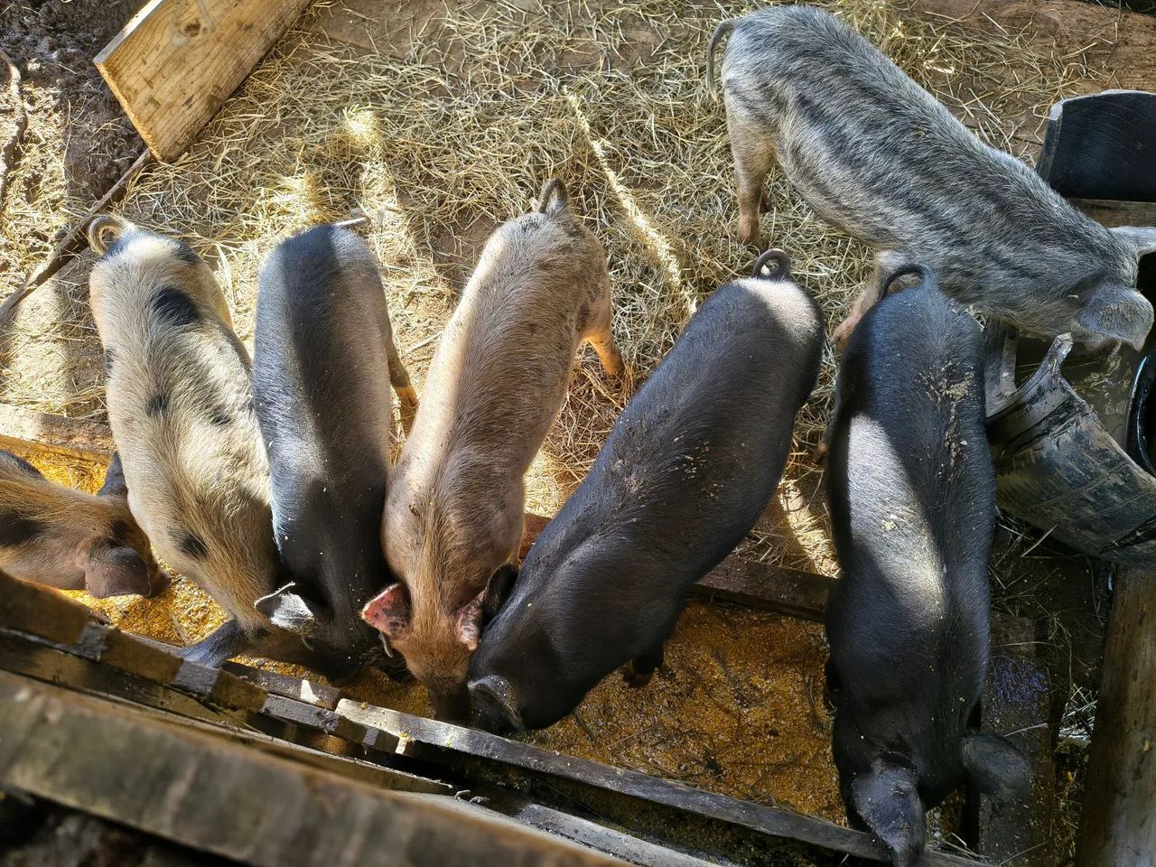 Leitões  - Foto 3